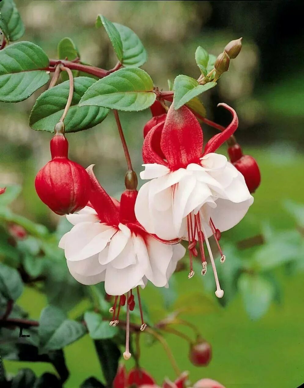Фуксия фото. Фуксия balcony Queen. Фуксия Fuchsia. Фуксия Basseveldse Ezels. Фуксия гибридная Fuchsia hybrida.
