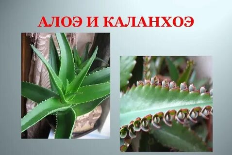 Чем отличается алоэ