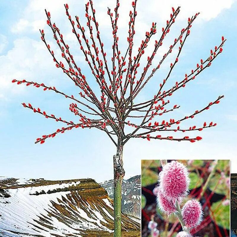 Ива Salix gracilistyla 'Mount ASO'®. Ива тонкостолбиковая. Ива тонкостолбиковая Меланостахис. Ива тонкостолбиковая монт АСО. Ива тонкостолбиковая маунт