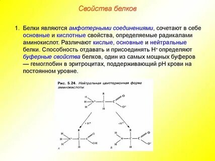 Характеристика белков клетки