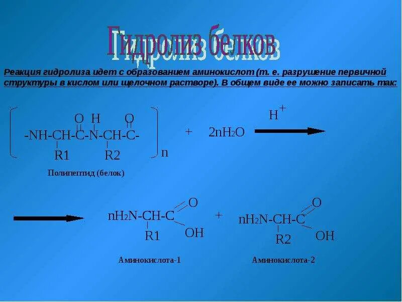 2 при гидролизе белка образуются. Гидролиз белков реакция. Щелочной гидролиз белка.