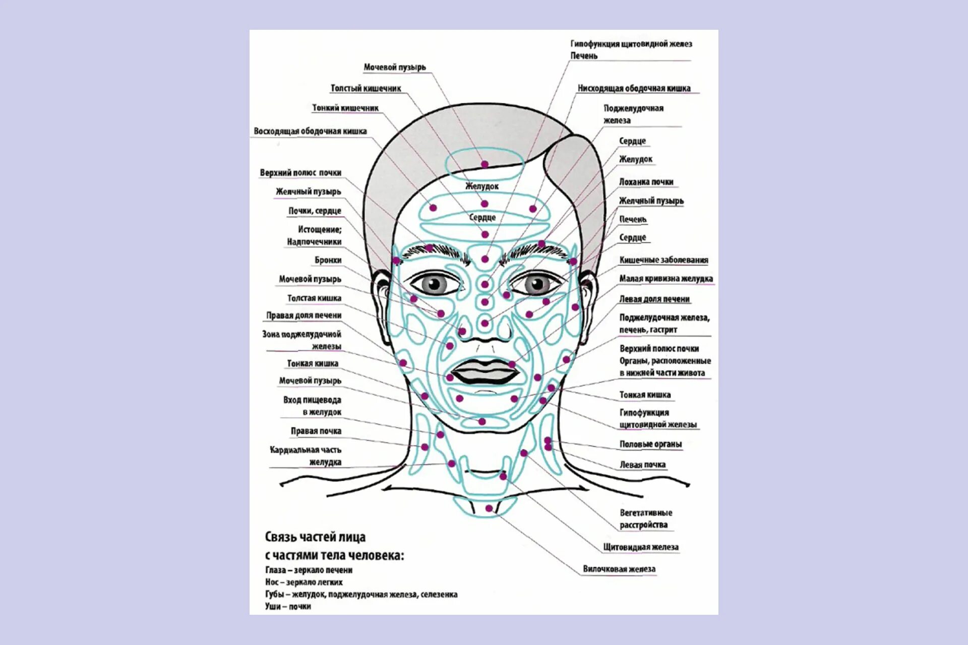 Прыщи где почему. Карта органов на лице. Зоны лица и внутренние органы. Карта прыщей на лице.