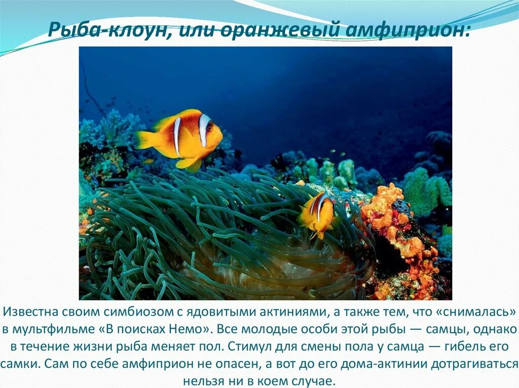 Актинии в аквариуме. Клоун в содружестве с актинией 4 буквы. Рыба клоун и актиния симбиоз. Немо в актинии. Анемон красное море.