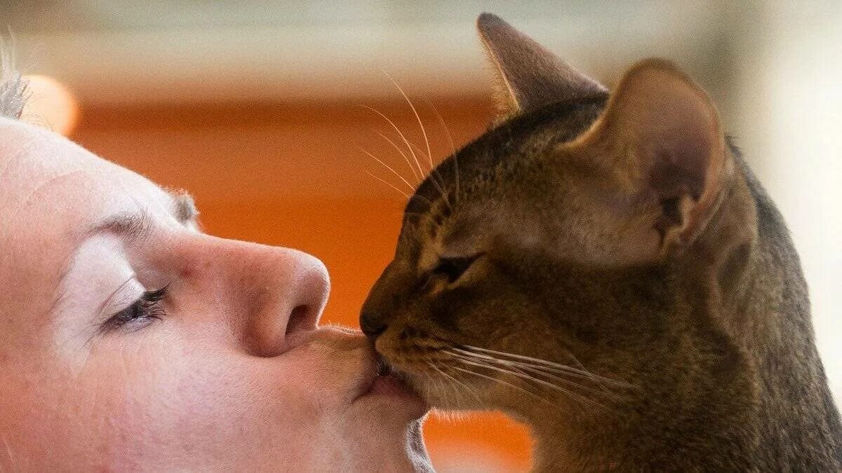 Целуют ли ноги. Кот целует. Кошки любовь. Кошка и хозяин. Кошачий поцелуй.