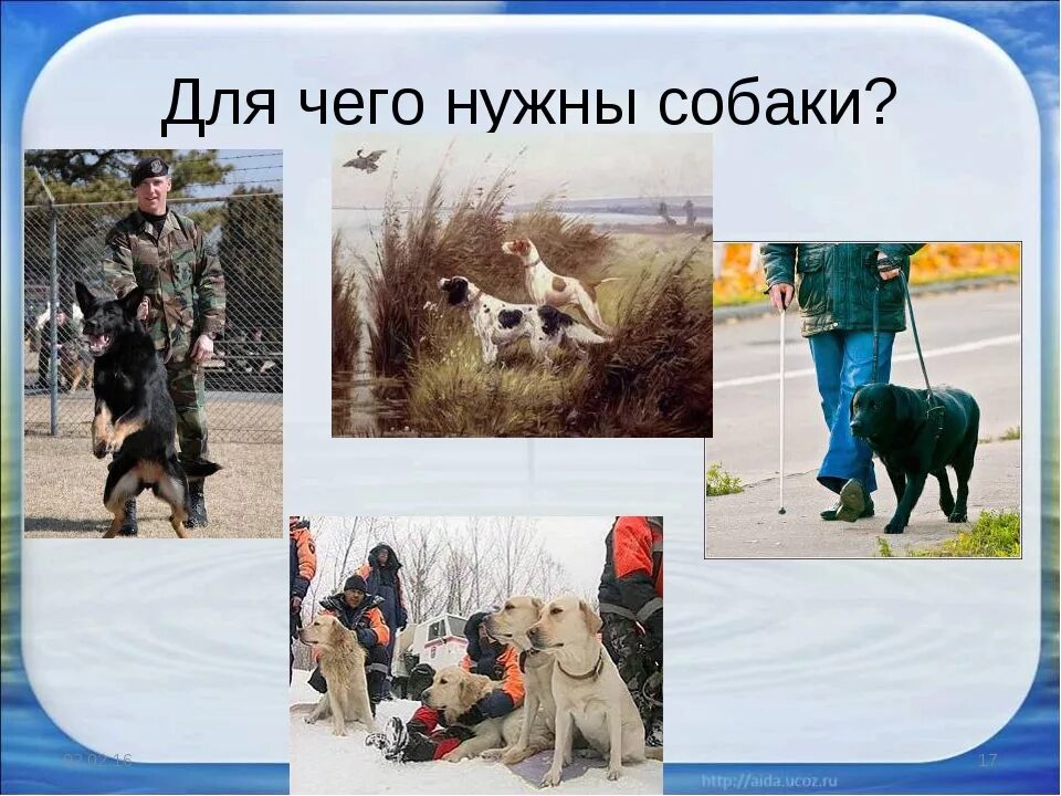 Зачем нужны собаки людям. Зачем нужны собаки людям. Зачем нужны собаки людям. Анкета зачем нам нужны собаки. Зачем нужны собаки людям.