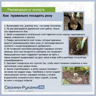 На каком расстоянии садить розы