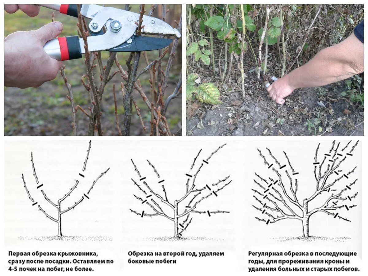 Когда обрезать крыжовник. Весенняя обрезка крыжовника. Обрезка крыжовника весной схема. Схема обрезки кустарников. Обрезка крыжовника осенью.