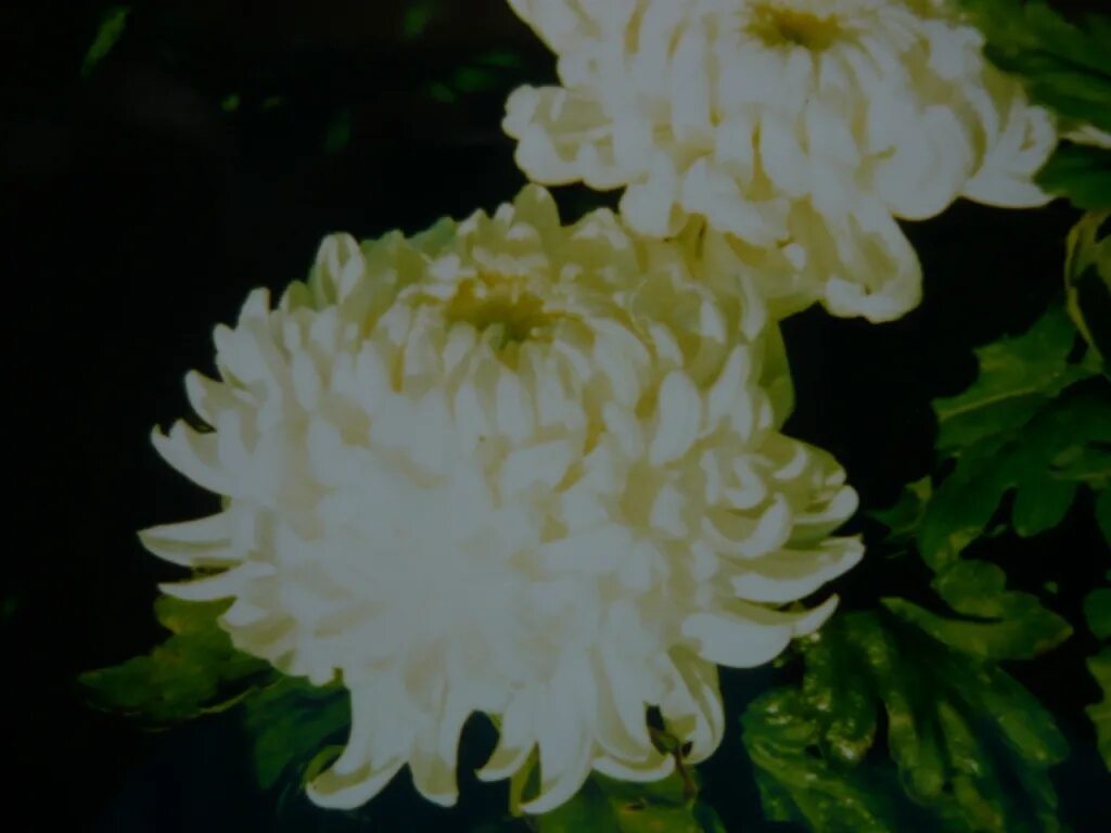 Хризантема крупноцветковая гилберт. Семена белой хризантемы индийской газель. Хризантема газель белая. Хризантема семена газель. Семена хризантемы сорта индийская газель лысогорская.