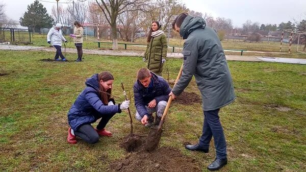 Площадь участка занятую фруктовыми деревьями. Уборка листьев на пришкольном участке. Картинки работа на пришкольном участке. На пришкольном участке растут 8 деревьев. Пришкольный участок в школе.