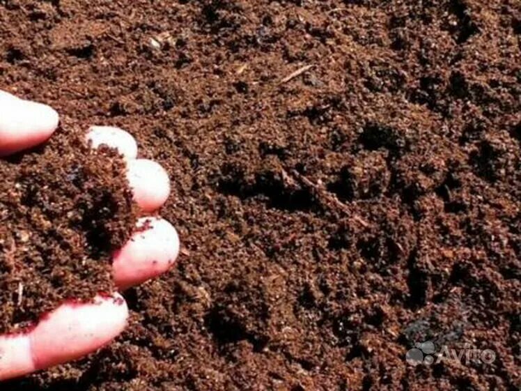 Перегной что это такое и как. Перегной что это такое и как