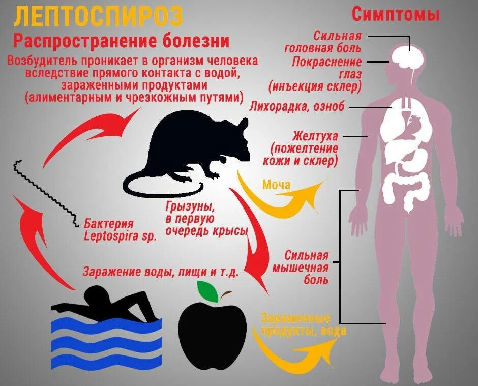 Общие болезни человека и животных