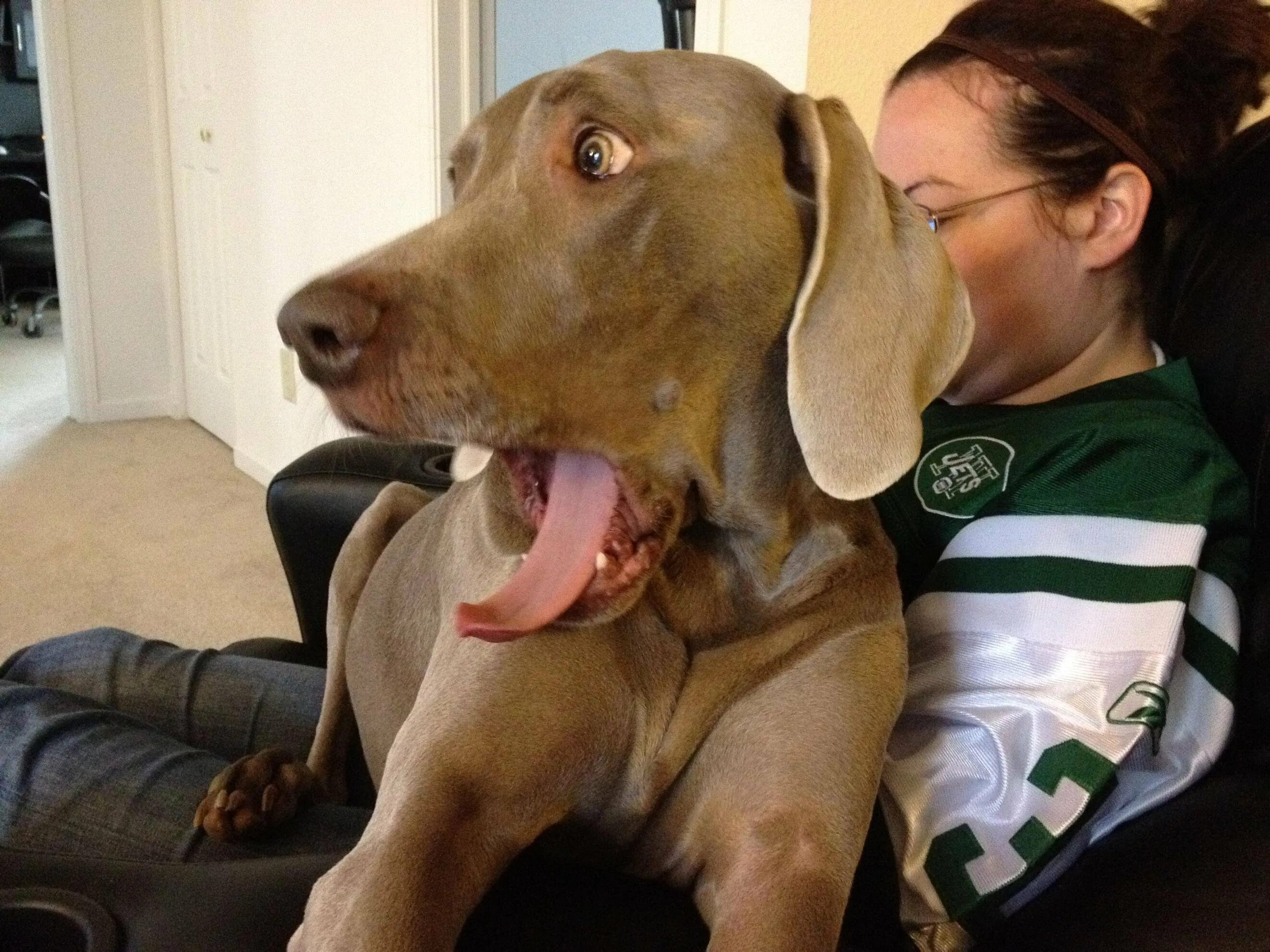 собачье удивление. шалом собака. перепуганная собака. удивленный щенок. собака удивлена видео.