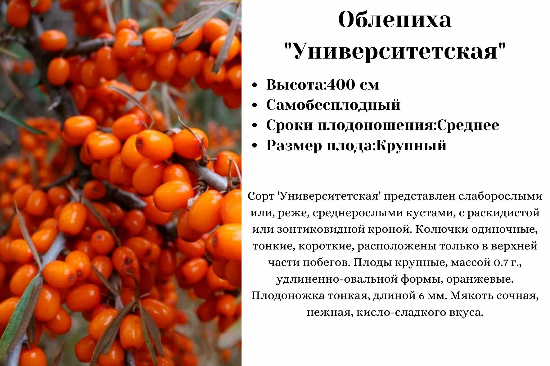 Самобесплодный сорт это