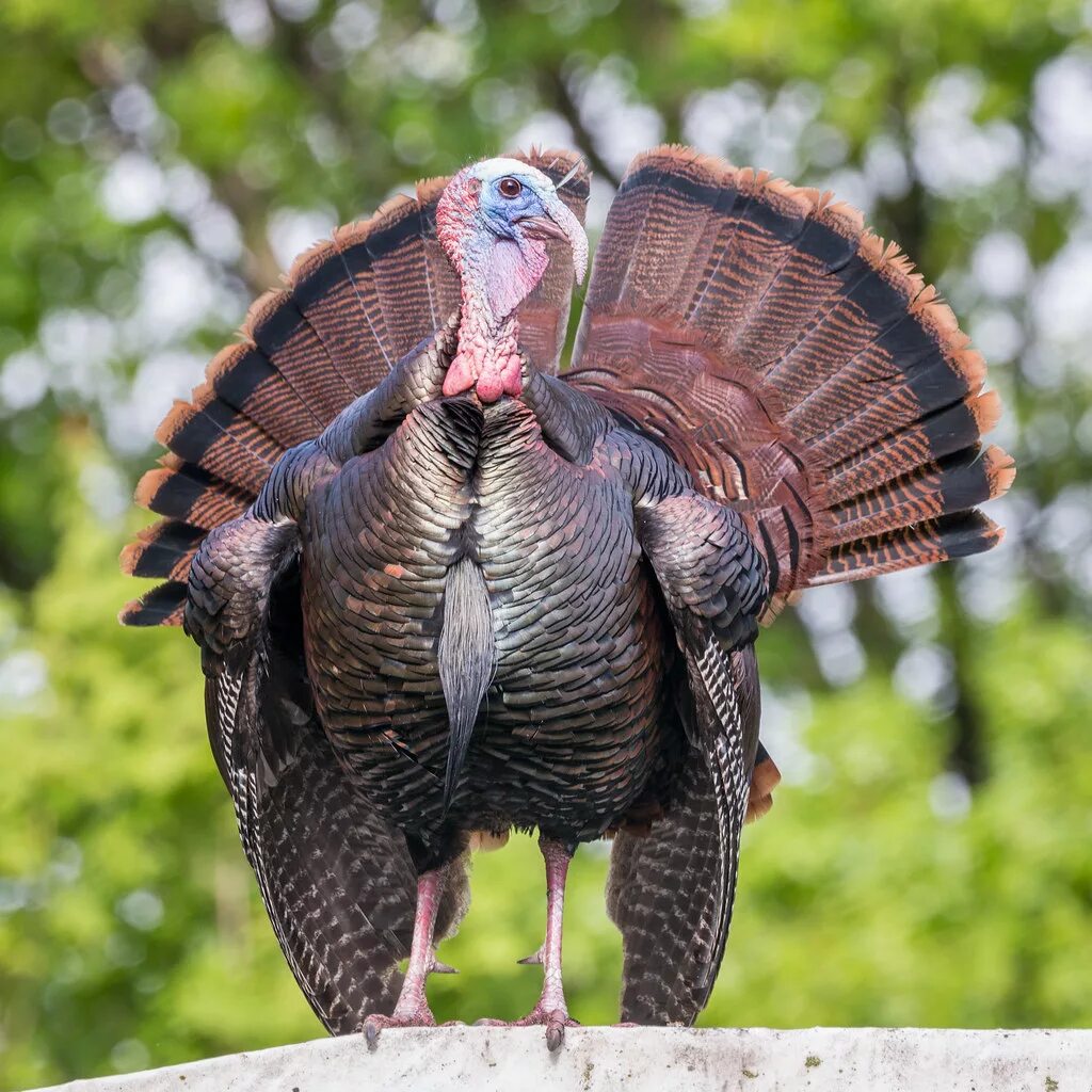 Индейка бронзовая. Meleagris gallopavo. Индейка обыкновенная meleagris gallopavo. Индюк бронза. Североамериканская Дикая индейка.