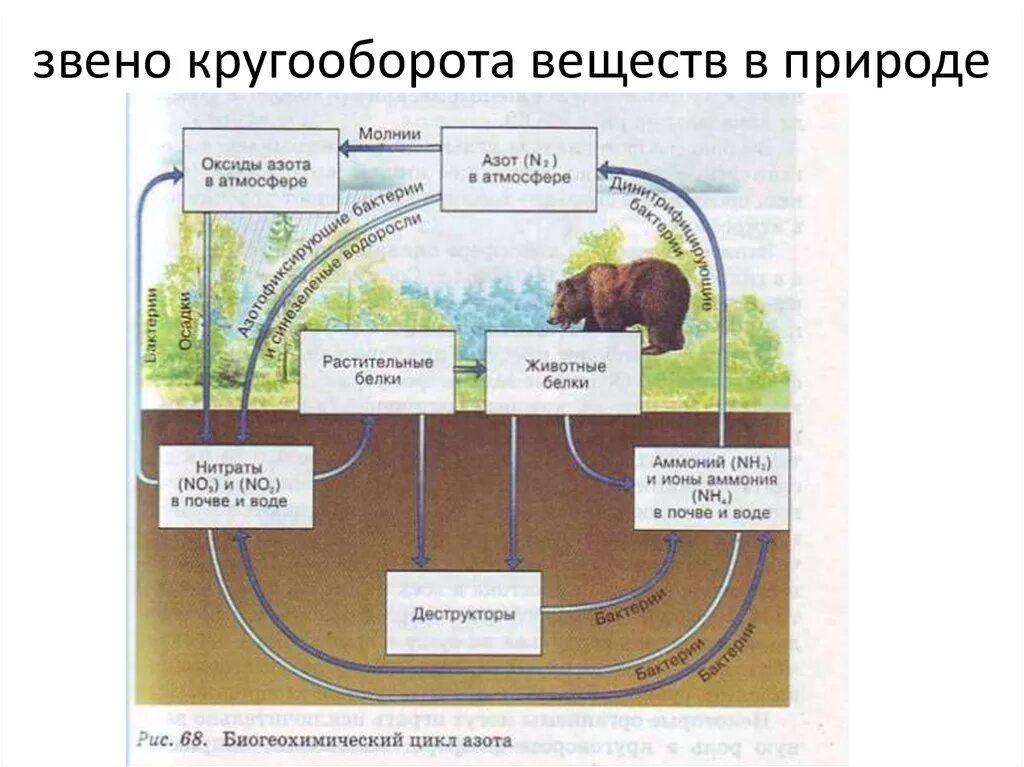 Дополни цепочку биологического круговорота недостающим звеном. Круговорот веществ в природе 6 класс. Схема биологического круговорота веществ. Модель кругооборота веществ в природе 3 класс окружающий мир. Круговорот веществ в при.