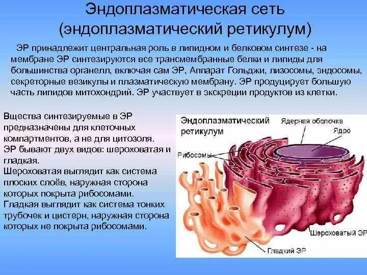 Канал эндоплазматической сети. 2. Гранулярная эндоплазматическая сеть это. Гладкий эндоплазматический ретикулум функции.