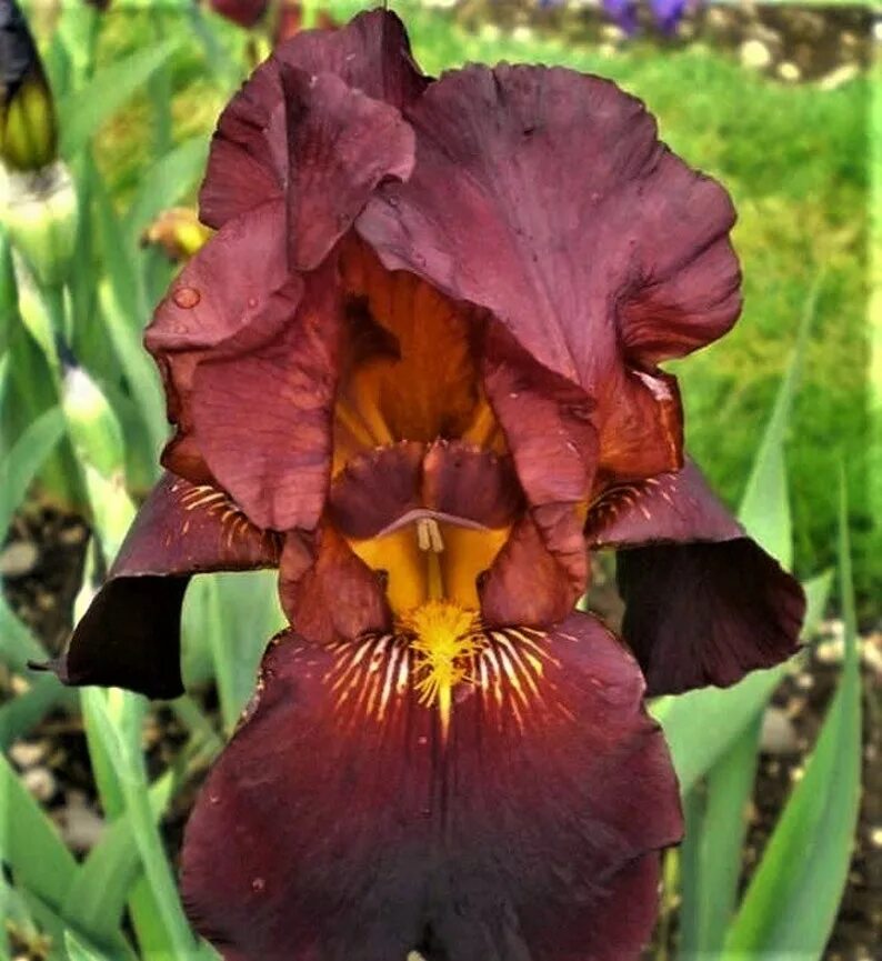 Iris mine. Ирис ruby morn. ирис germanica rubymine. ирис ruby fusion. ирис ravishing ruby.
