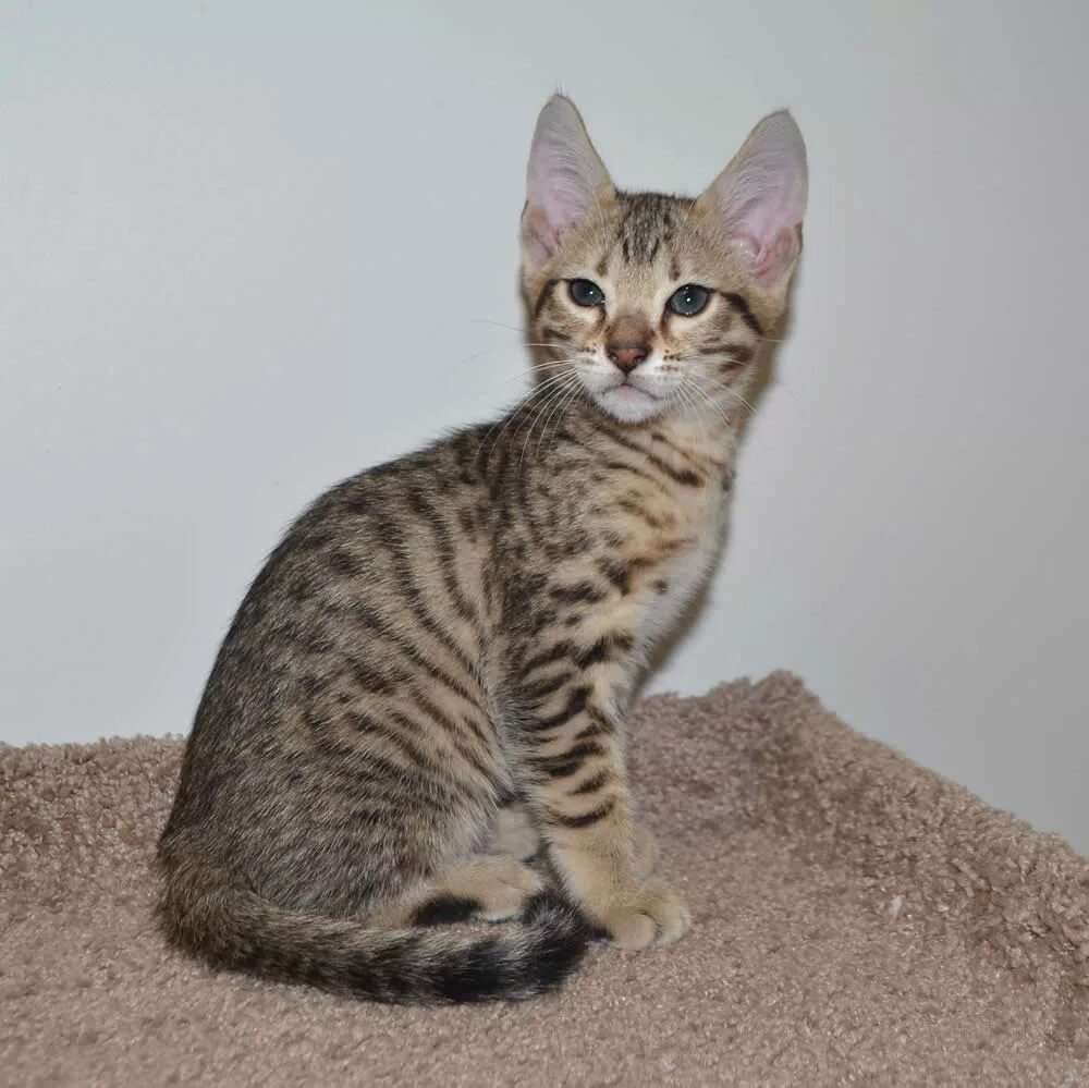 Саванна f5-f6. Саванна 6. Саванна кошка белая. Бенгал ф2. Котята саванна ф1.