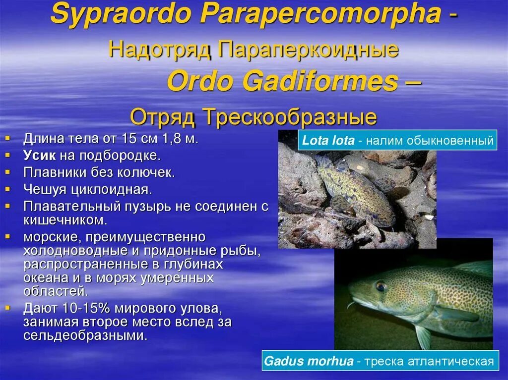 Отряд тресковые рыбы. Отряд тресковые представители. Особенности рыб. Представители отряда трескообразных. Какие рыбы относятся к классу костные