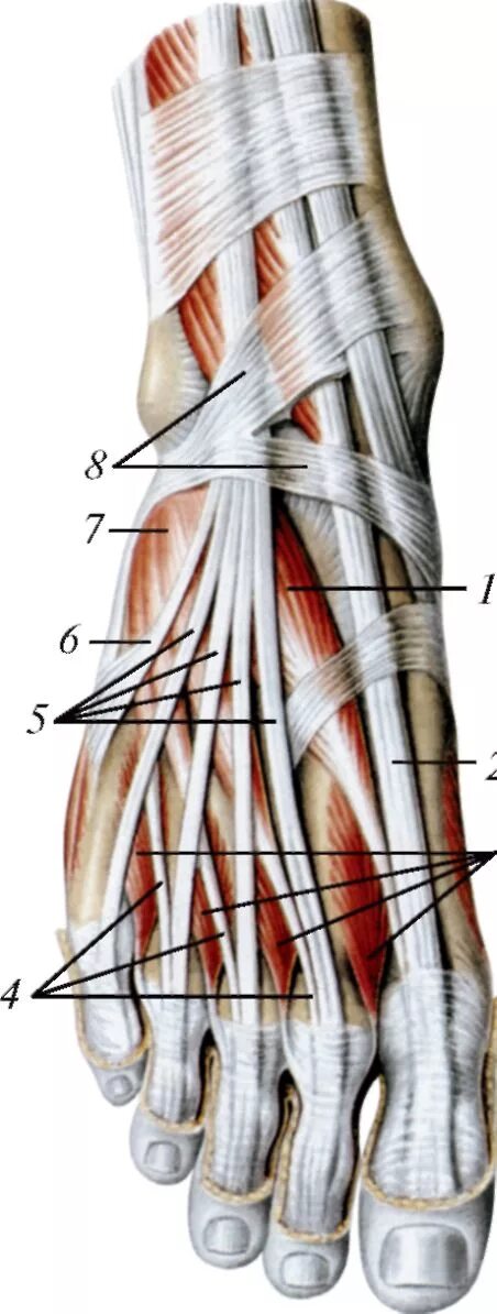 синовиальные влагалища сухожилий мышц кисти. сухожилие 6. сухожилие 6. тендинит коленного сустава. анатомия бедра мышцы и сухожилия.