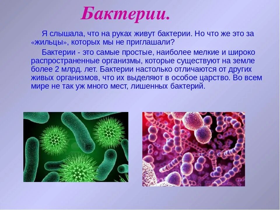 Бактерии сообщение кратко. Вирусы и бактерии 5 класс биология. Доклад о бактериях. Сообщение на тему микробы. Микроорганизмы сообщение.