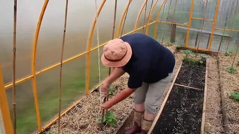 Теплица для огурцов видео
