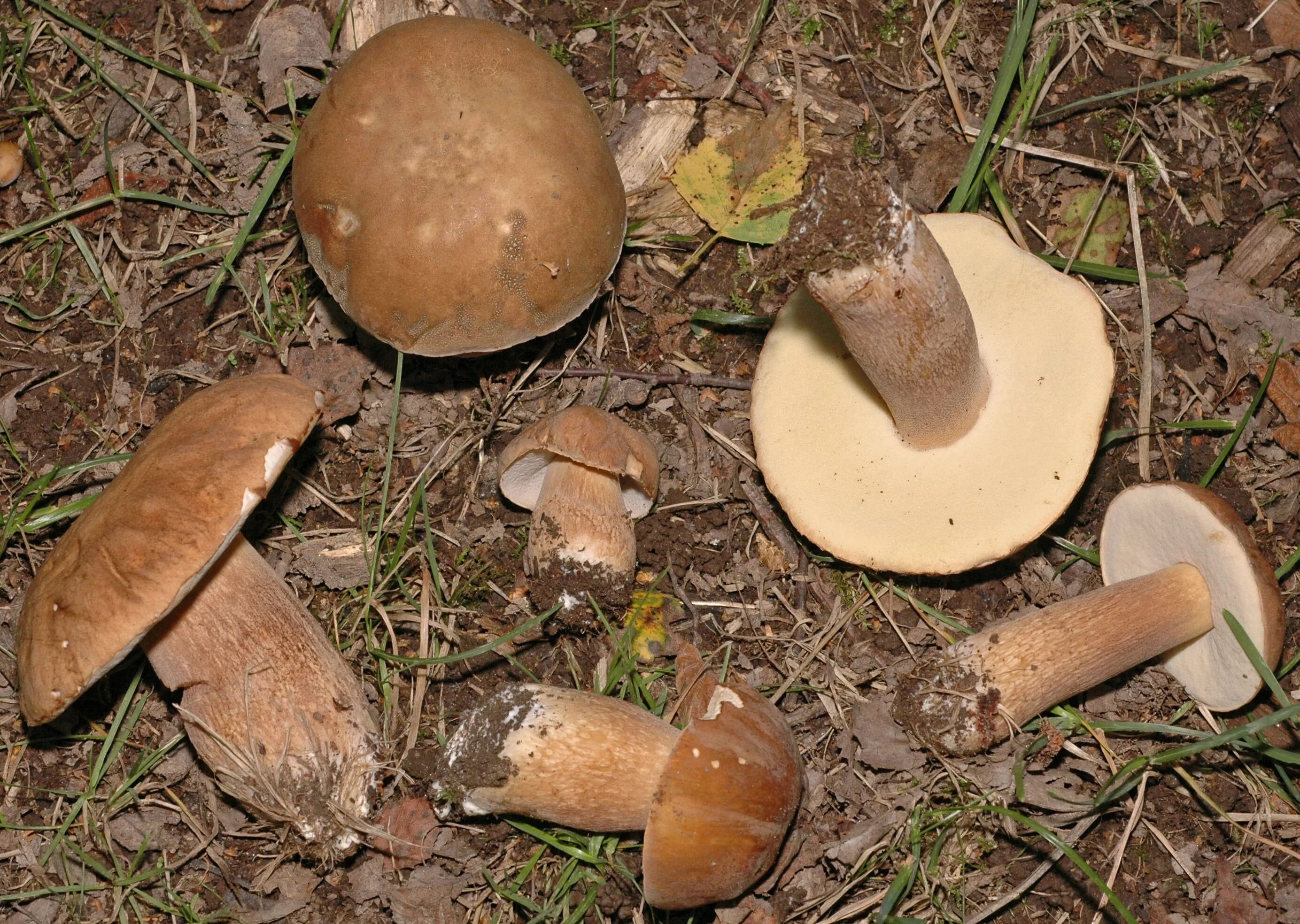 Белый гриб коричневая ножка. Трубчатые грибы Боровик. Гриб коричневый пластинчатый на толстой ножке. Боровик с коричневой шляпкой. Гриб светло коричневая шляпка.