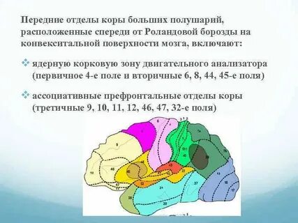 Зоны новой коры