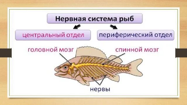 Органы нервной системы у рыб. Костные рыбы строение нервной системы. Нервная система рыб 7 класс. Центральная нервная система рыб.