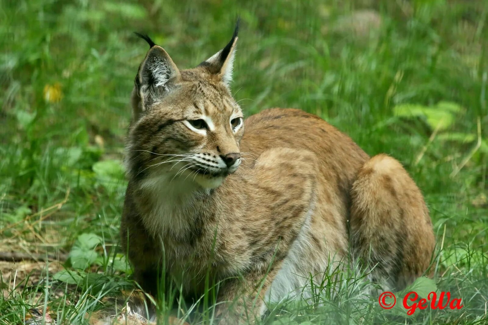 Рысь - Lynx Lynx (Linnaeus, 1758). Рысь в Ильменском заповеднике. Беловежская пуща Рысь. Черноморская Рысь.