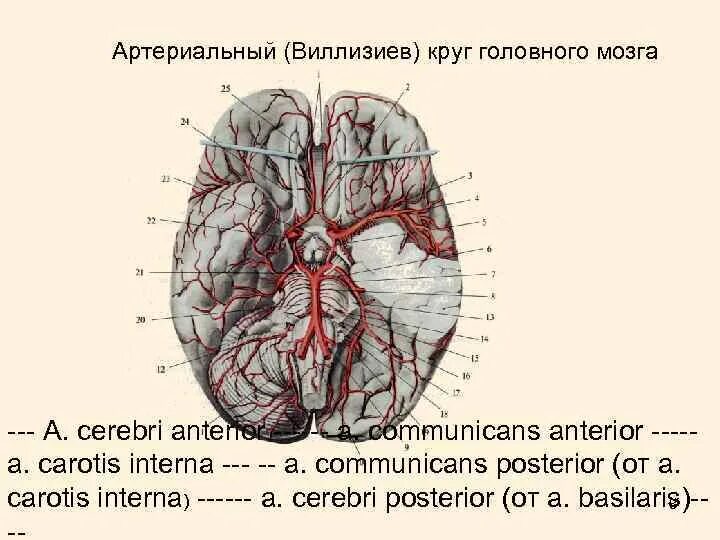 Виллизиев круг в головном мозге. Артерии мозга Виллизиев круг. Виллизиев артериальный круг. Артериальный круг большого мозга. Мозговые артерии латынь