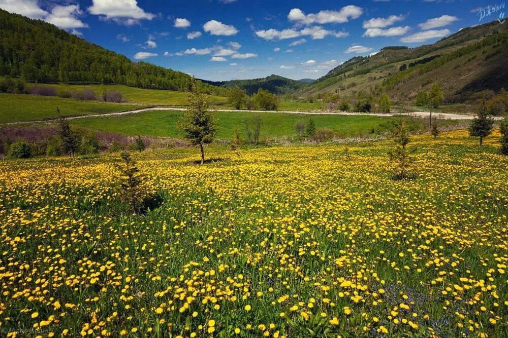 Алтайский край улица солнечная