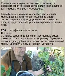 Крахмал для смородины