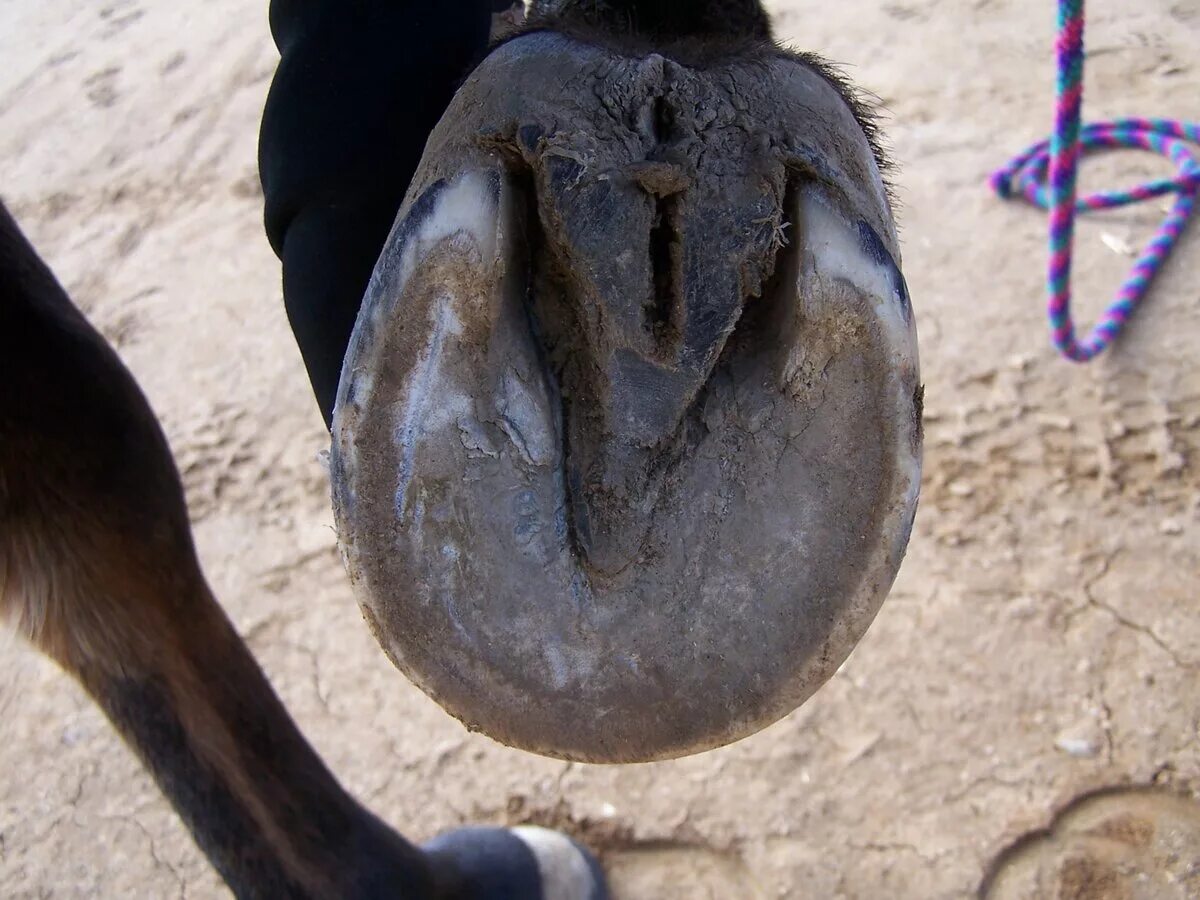 Лошадиное копыто без подковы. Копыто лошади фото. Ноги лошади. Ноги лошади. Ноги лошади.