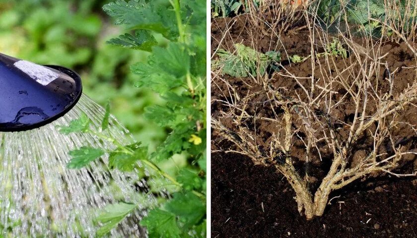 Можно ли опрыскивать смородину кусты. Мульчирование крыжовника. Мульчирование под крыжовник. Мульчирование смородины. Мульча для крыжовника.