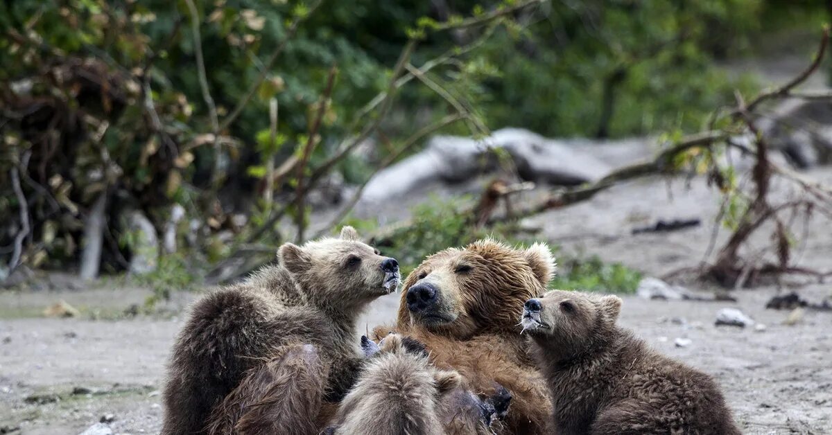 Камчатка медведи. 5 Медвежат. Медведи на Курильском озере. Медведица кормит медвежат. Five bears