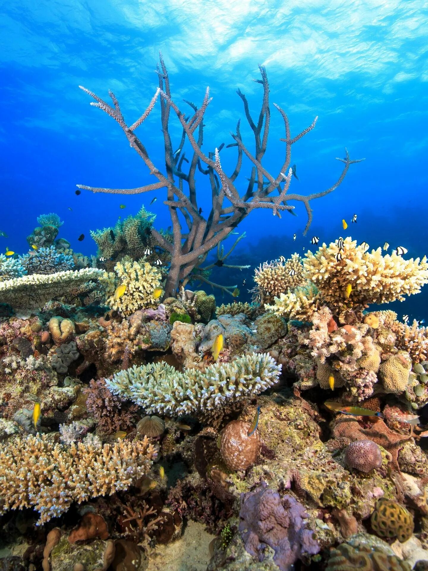 Great barrier reef corals. Большой Барьерный риф. Коралловый Барьерный риф. Большой Барьерный риф Австралия. Большой Барьерный риф в коралловом море.