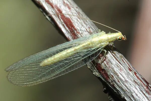 муха (насекомое) двукрылые. длинная муха. крылья насекомых. муха с длинными крыльями. муха с длинными крыльями.
