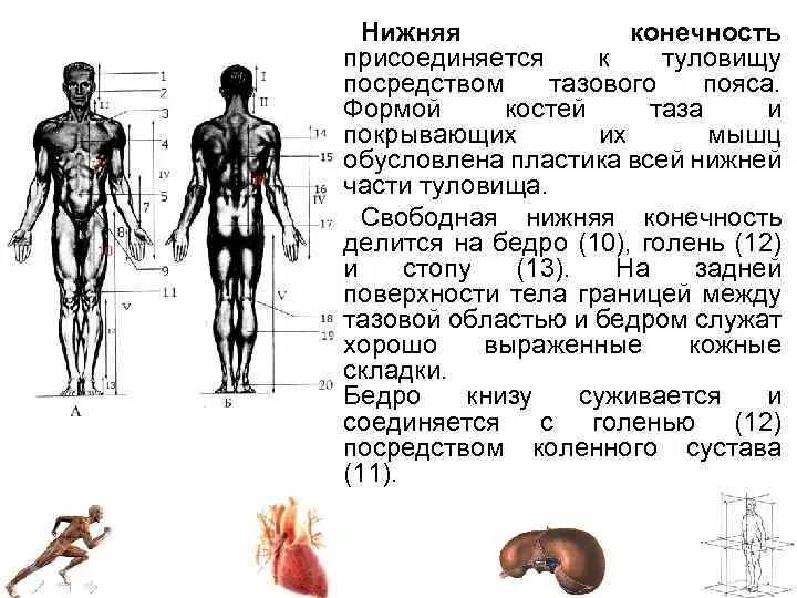 Нижние конечности тела. Части тела конечностей. Общий обзор организма человека. Части тела человека относящиеся к туловищу. Нижняя конечность туловища.