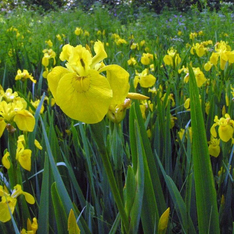Ирис болотный (аировидный). Ирис болотный Flore Plena. Iris pseudacorus Flore Plena. Ирис болотный Касатик. Аир желтый
