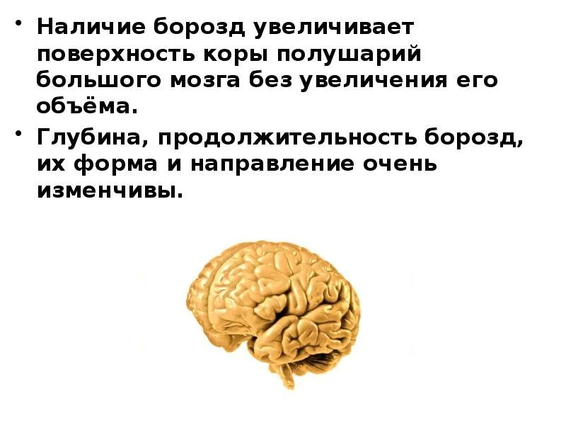 Объем головного мозга наибольшее. Увеличение поверхности головного мозга достигается. За счёт чего увеличивается площадь коры больших полушарий. Общим увеличением объема мозга. За счет чего увеличивается общая поверхность коры головного мозга.