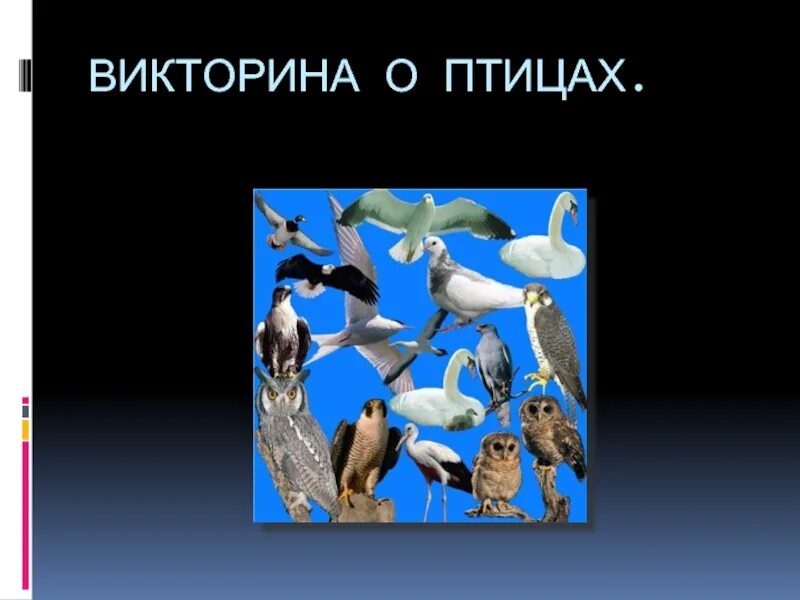 Мероприятия птицы наши друзья. Птицы для презентации. Птицы наши друзья.