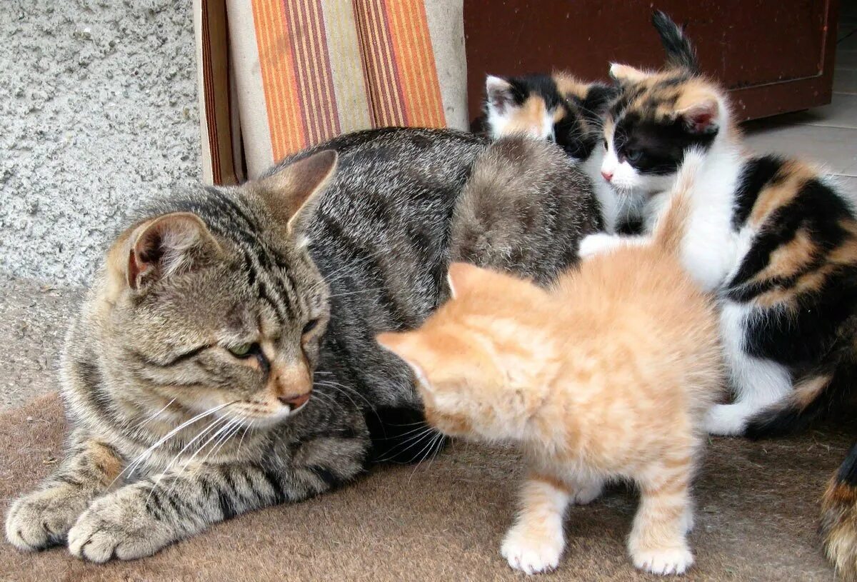 Забота о кошках. Кошка с котятами. Мама кошка. Мама кошка и котенок. Забота о домашних животных.