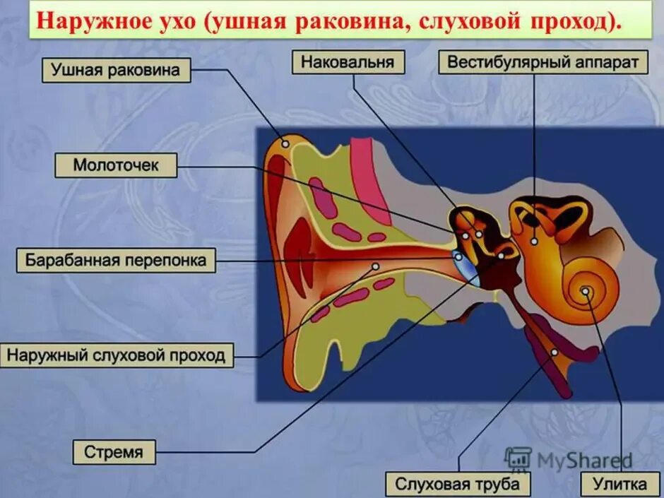 Органом слуха человека является. Строение анализатора органа равновесия. Слуховой Рецептор внутреннее ухо улитка. Слуховой анализатор и вестибулярный аппарат. Рецепторы слухового анализатора находятся.