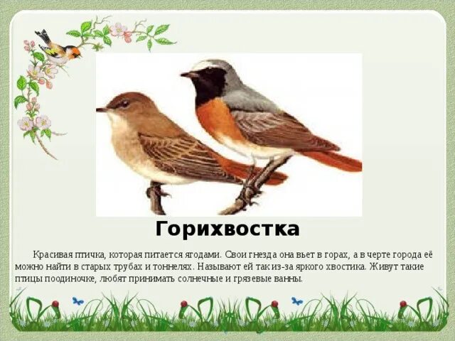 Птица строит гнездо. Vita слово. Гнездо синицы ремез. Она вьет. Она вьет.