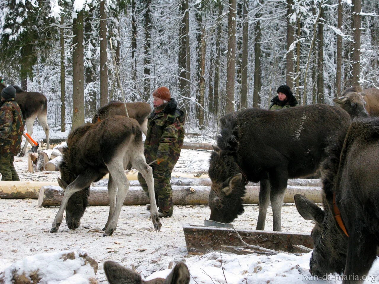 Помощь лосям. Егерь в заповеднике. Подкармливание диких животных. Лесник с животными. Зимняя подкормка диких животных.