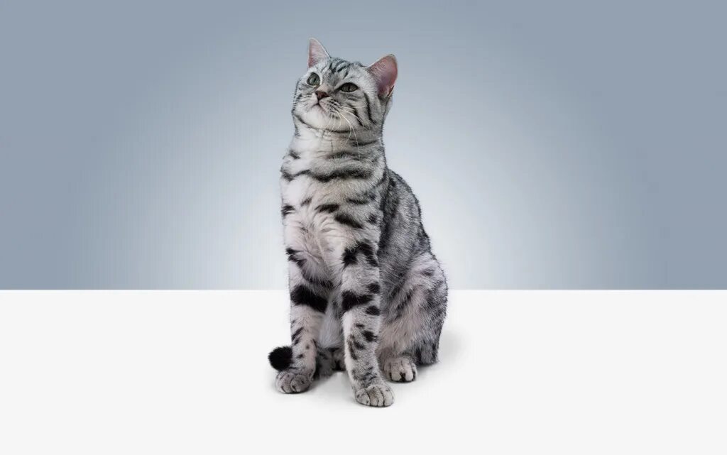 Реклама кошачьего. Кошка для рекламы. кот из рекламы. реклама с котом. кошка из рекламы вискаса.