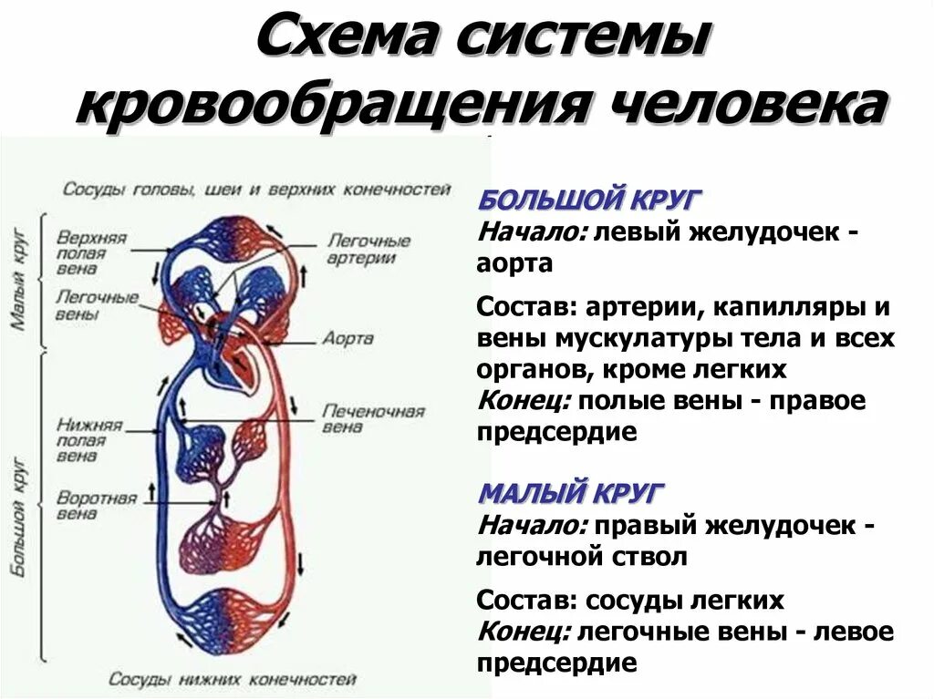 Конец большого круга. Схема системы кровообращения человека анатомия. Структура малого круга кровообращения анатомия. Система органов кровообращения человека таблица. Система кровообращения сосуды схема.