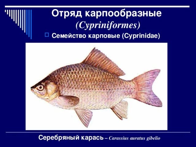 Внешнее строение карпообразных