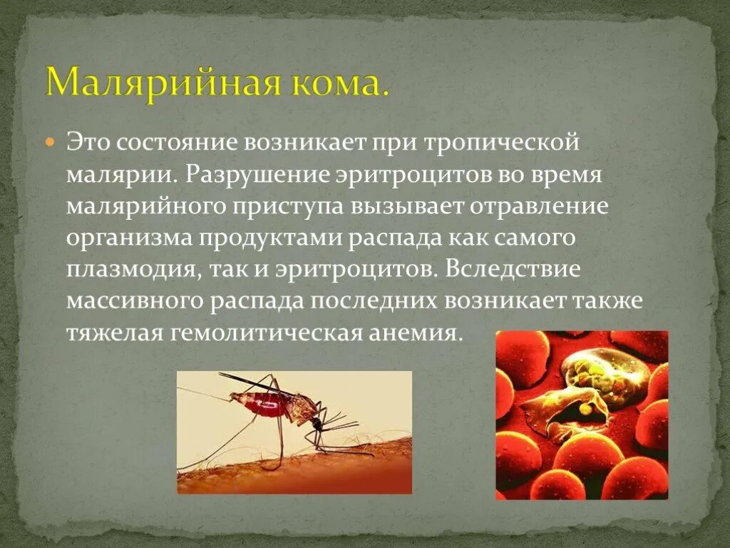 Малярийная кома. Малярийная кома патогенез. Разрушение эритроцитов малярийным плазмодием. Лечение тяжелой тропической малярии